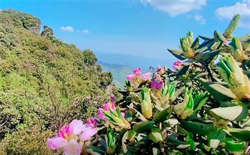 重庆武隆赵云山高山杜鹃花开