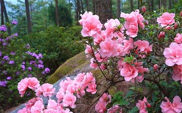 重庆周边旅游：涪陵大木林下花园