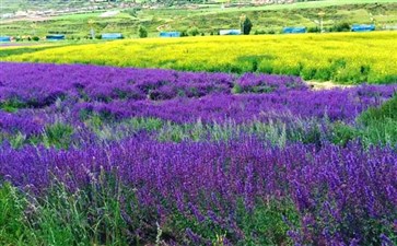 九寨沟旅游：薰衣草基地