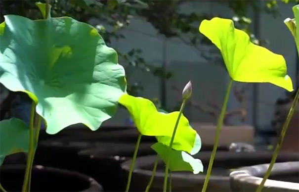 浙江丽水博物馆千年古莲花苞