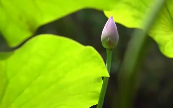 浙江丽水博物馆千年古莲花苞