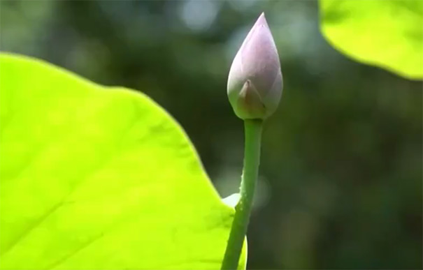 浙江丽水博物馆千年古莲花苞