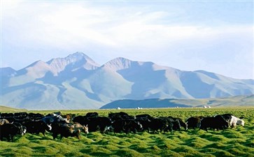 西藏昌都邦达草原