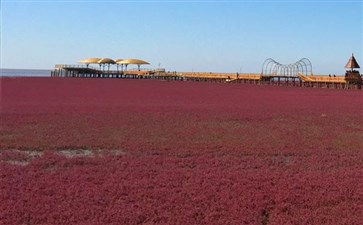 夕阳红旅游专列：东北辽宁盘锦红海滩