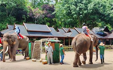 西双版纳旅游：野象谷大象表演