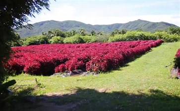 海南三亚旅游：亚龙湾玫瑰谷