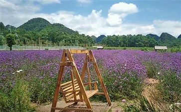 普者黑旅游：花海基地