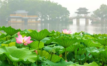 浙江旅游：杭州西湖十景之曲院风荷