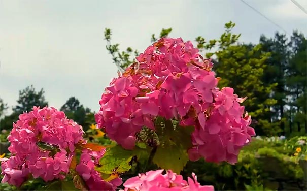 重庆涪陵大木花谷