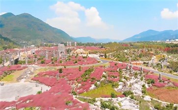 酉阳叠石花谷粉黛花