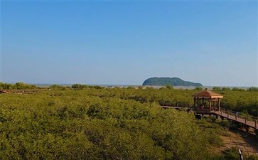 海陵岛自驾：红树林湿地公园