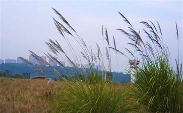 重庆广阳岛秋景