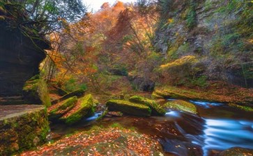 黎坪国家森林公园秋景