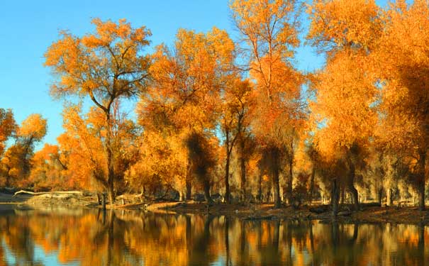 十月新疆旅游推荐：塔里木沙漠胡杨林