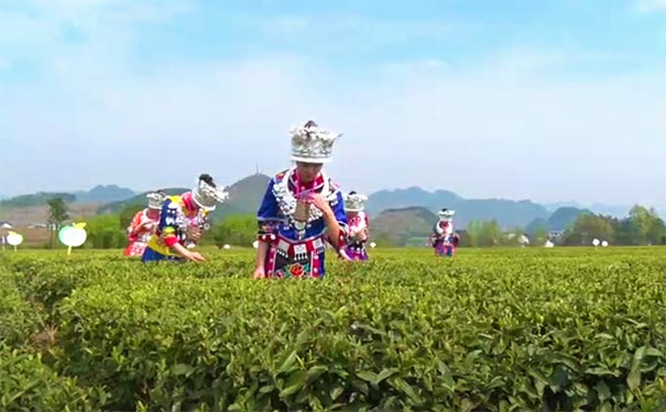 重庆城口地理标志农产品：秀山茶叶
