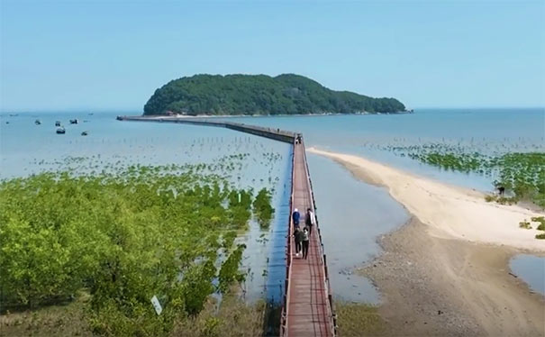 海陵岛红树林