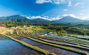 巴厘岛旅游：巴厘岛梯田