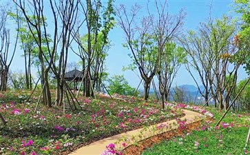 广阳岛春季矮杜鹃花开