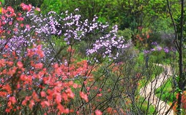 广阳岛杜鹃花