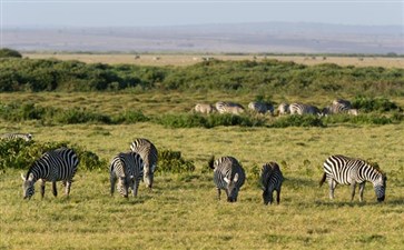 肯尼亚安博塞利国家公园斑马群