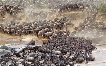 肯尼亚马拉河区域过河的羚牛群