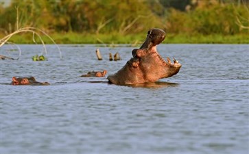 肯尼亚纳瓦沙湖国家公园河马