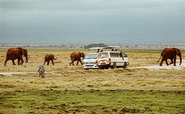肯尼亚旅游：安博塞利国家公园非洲象群