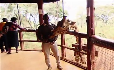 肯尼亚旅游：内罗毕长颈鹿公园