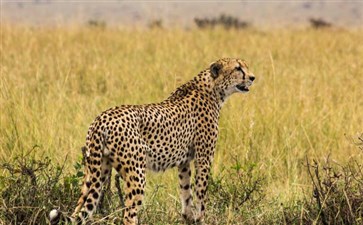 肯尼亚旅游：马赛马拉国家公园猎豹