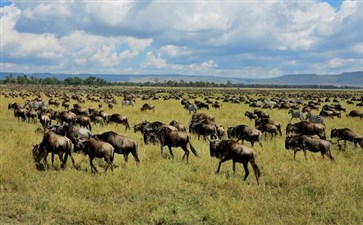 肯尼亚旅游：马赛马拉国家公园动物群
