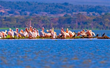 肯尼亚旅游：纳瓦沙湖国家公园鹈鹕