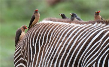 肯尼亚旅游：阿布戴尔国家公园红嘴啄牛鸟