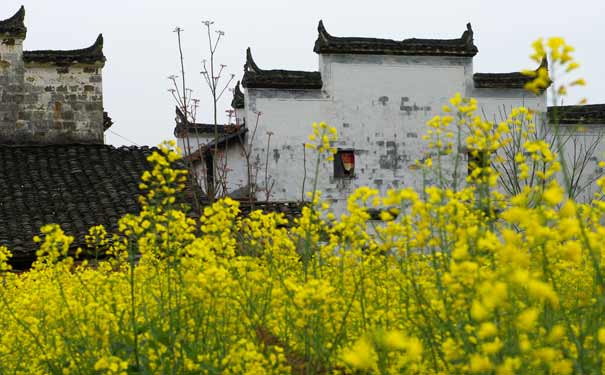 春季婺源旅游：婺源油菜花景色