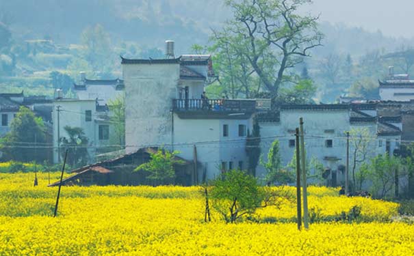 春季婺源旅游：婺源油菜花景色