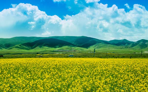 四川旅游：新都油菜花