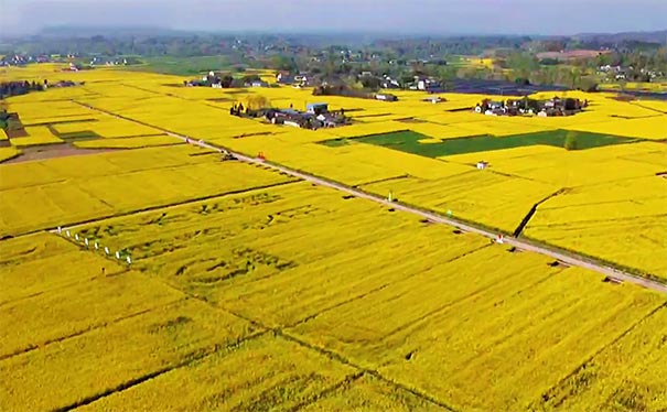 四川旅游：龙泉油菜花