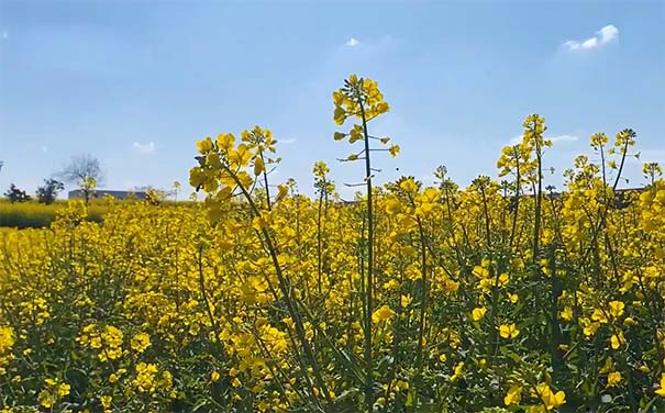 四川旅游：金堂油菜花