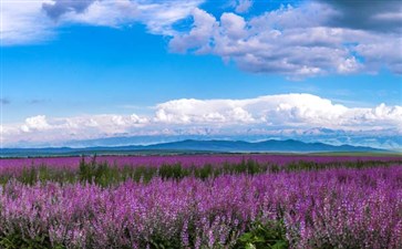 新疆旅游：伊犁薰衣草庄园