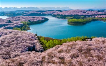 贵州旅游：平坝万亩樱花