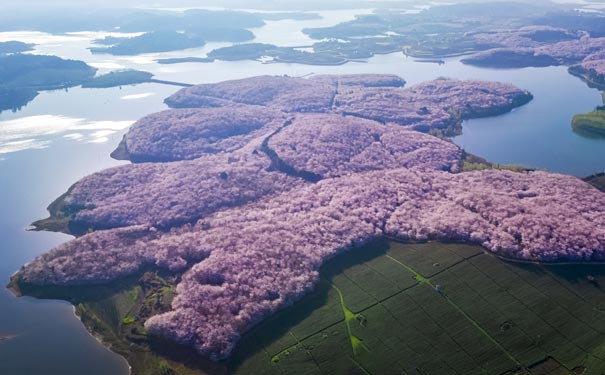 平坝樱花