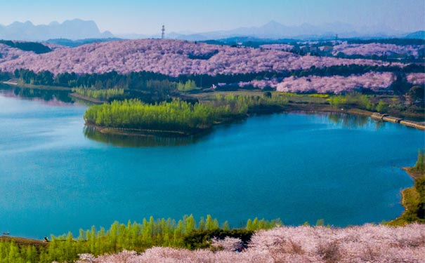 平坝樱花