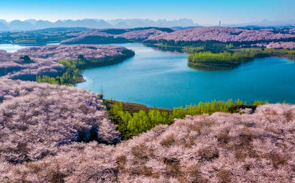 平坝樱花