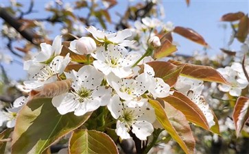 重庆周边旅游：永川黄瓜山梨花