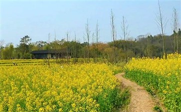 重庆一日游：广阳岛油菜花