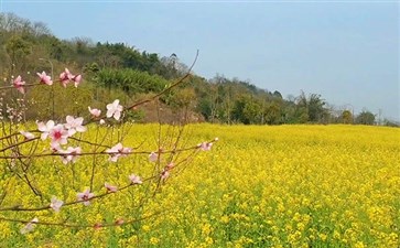 重庆一日游：广阳岛油菜花