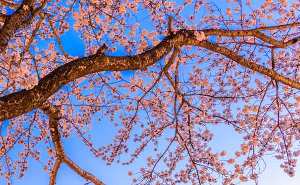 春季旅游：武大樱花园