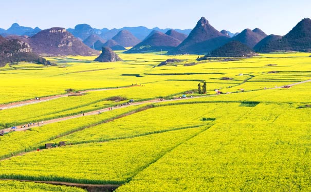 春季旅游：罗平油菜花