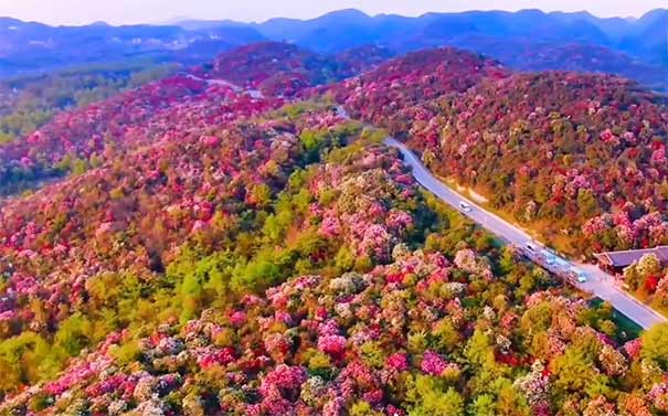 贵州旅游：百里杜鹃花海