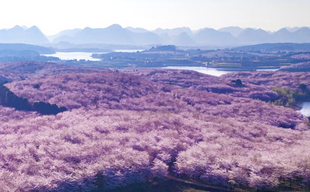 平坝樱花园