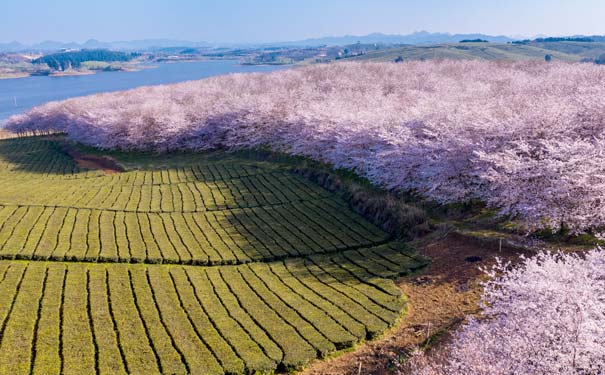 平坝樱花园